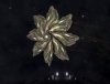 targoiden.jpg
